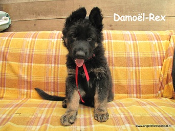 Damoël-Rex, ODH pup van 7 wk
